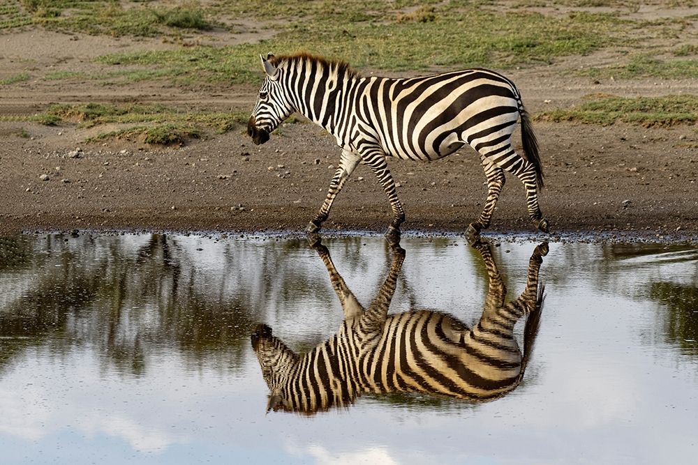 Burchells Zebra and reflection-Equus burchellii-Serengeti National Park-Tanzania-Africa